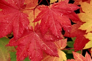 vine-maple-leaves-in-autumn