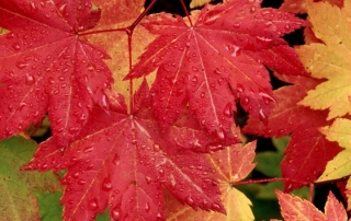 vine-maple-leaves-in-autumn