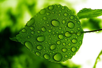 Green Leaf Rain Drops